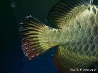 龍魚水霉用什么藥效果好：龍魚水霉病的治療方法