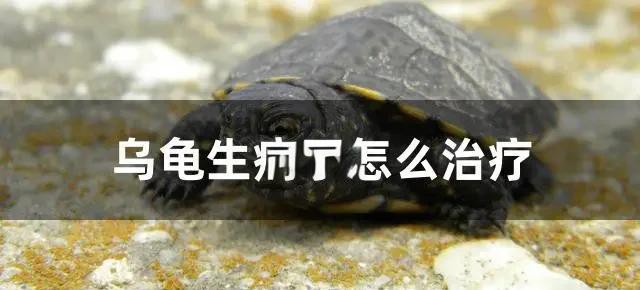 龍龜受潮后如何處理？