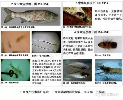 龍魚亞硝酸鹽中毒癥狀：亞硝酸鹽中毒在魚類中是一種普遍的問題