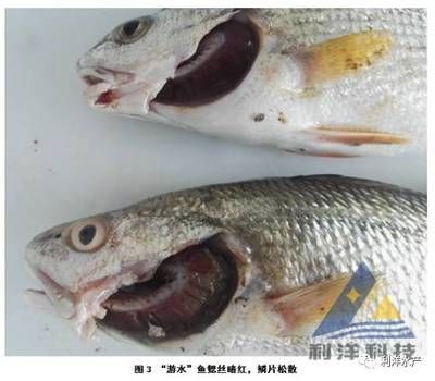 龍魚亞硝酸鹽中毒癥狀：亞硝酸鹽中毒在魚類中是一種普遍的問題