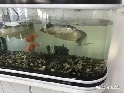 地缸養龍魚有什么講究和忌諱（養龍須知:避開三大禁忌，實現輕松養龍）