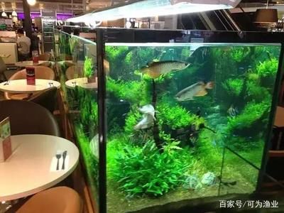 地缸養龍魚有什么講究和忌諱（養龍須知:避開三大禁忌，實現輕松養龍）