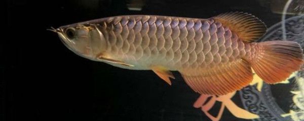 龍魚白點病最怕三個東西：如何治療龍魚白點病