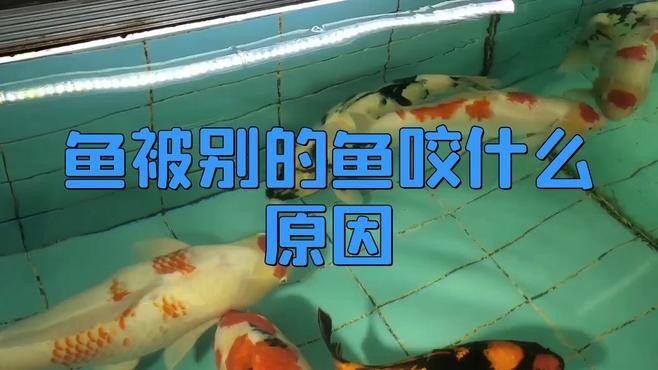 銀龍魚攻擊其他魚