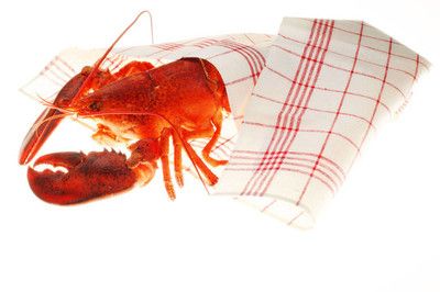 龍魚(yú)為什么叫龍蝦：為什么龍魚(yú)被稱(chēng)為“龍蝦”？