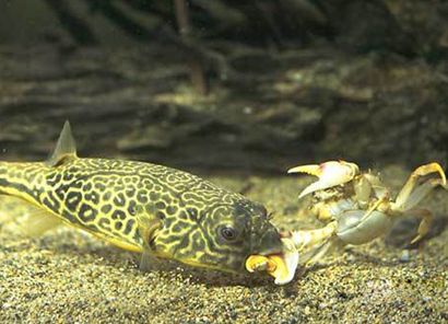 龍魚(yú)吃什么飼料比較好：關(guān)于龍魚(yú)的飼料選擇和喂食方法