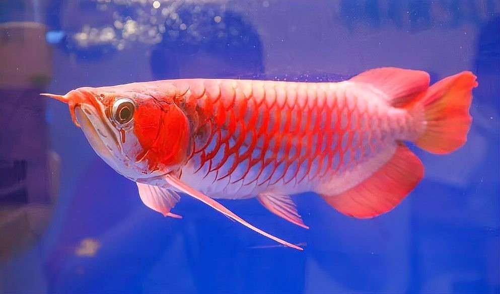 如何判斷紅龍魚(yú)是否因疾病死亡？
