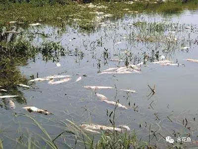 如何判斷紅龍魚(yú)是否因疾病死亡？