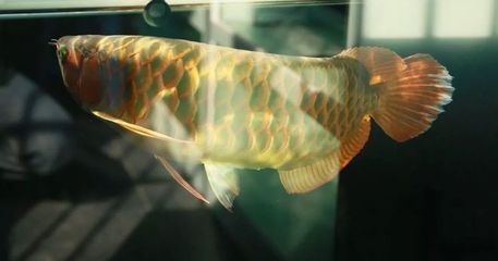 龍魚(yú)怎么訓(xùn)練膽大:如何訓(xùn)練龍魚(yú)膽子 龍魚(yú)百科 第2張 龍魚(yú)怎么訓(xùn)練膽大:如何訓(xùn)練龍魚(yú)膽子 龍魚(yú)怎么訓(xùn)練膽大:如何訓(xùn)練龍魚(yú)膽子 龍魚(yú)百科 第2張