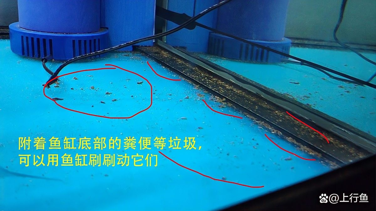 銀龍魚怎么換水冷水直接倒下去？