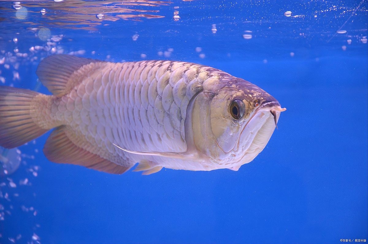 銀龍魚怎么換水冷水直接倒下去？