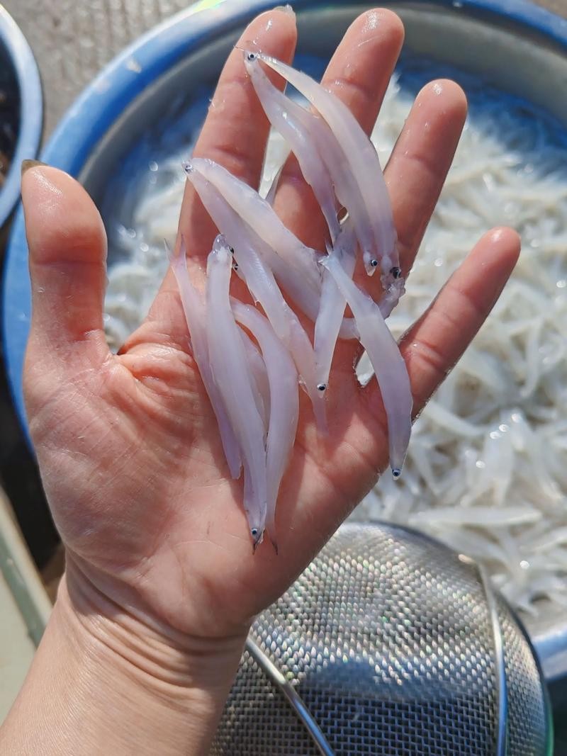 銀龍魚最喜歡吃什么飼料最好