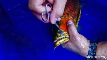 金龍魚寵物魚怎么養（養殖金龍魚需要注意以下幾個方面金龍魚的飼養環境）