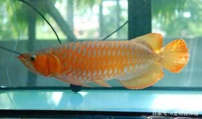 金龍魚寵物魚怎么養（養殖金龍魚需要注意以下幾個方面金龍魚的飼養環境）