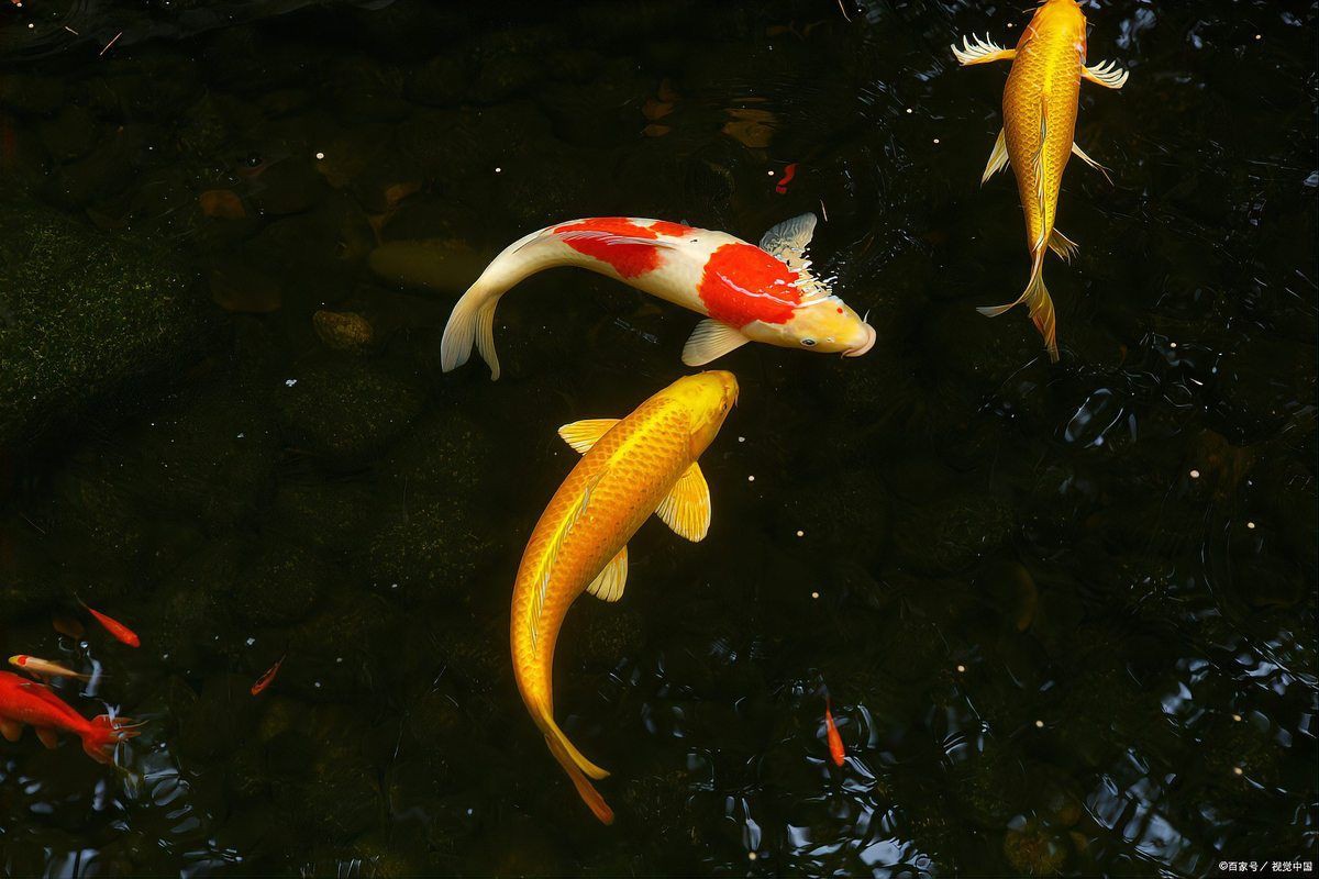 錦鯉顏色寓意象征