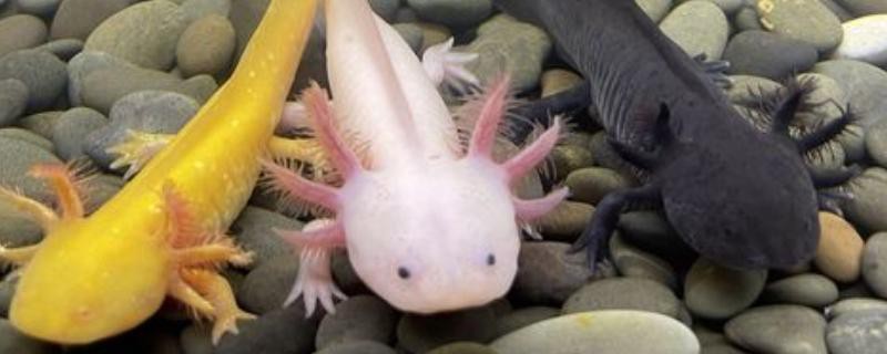 四角龍魚多少錢一只圖片