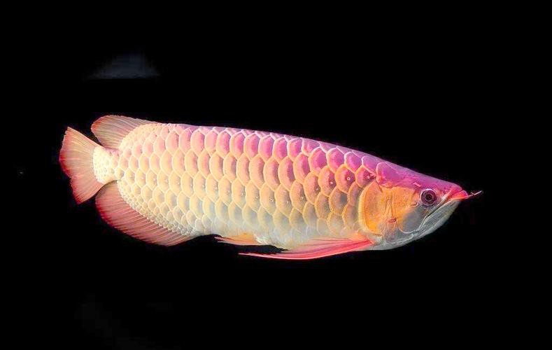 四角龍魚多少錢一只圖片