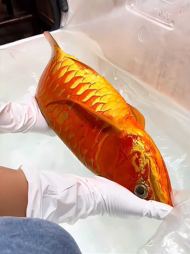好看金龍魚圖片 好看金龍魚圖片 龍魚百科 第33張