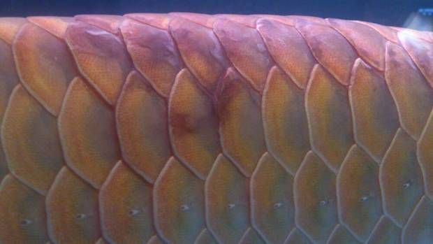 紅龍魚立鱗是怎么回事：紅龍魚立鱗與水質關系,紅龍魚立鱗的急救措施