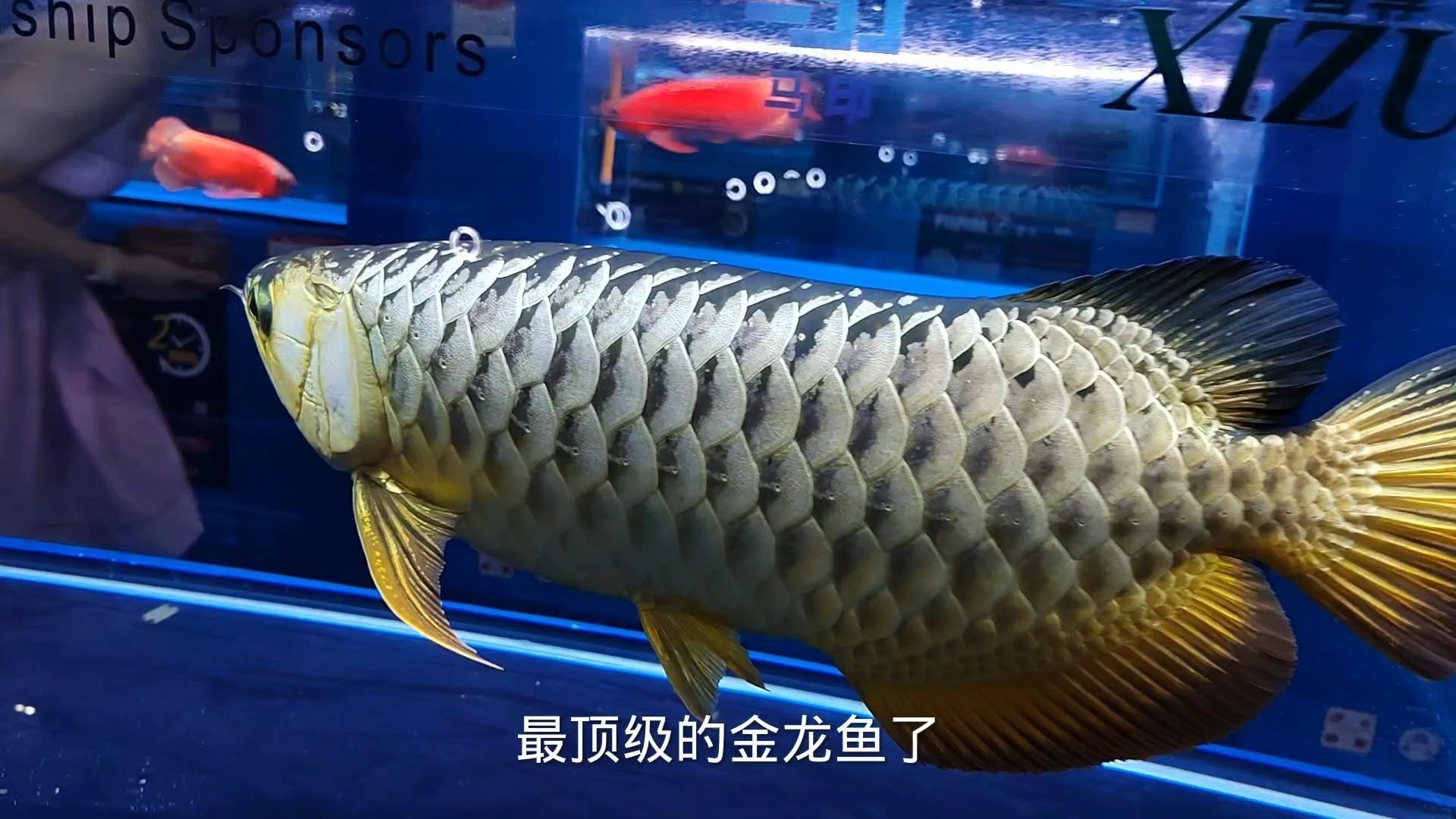 大型金龍魚視頻播放