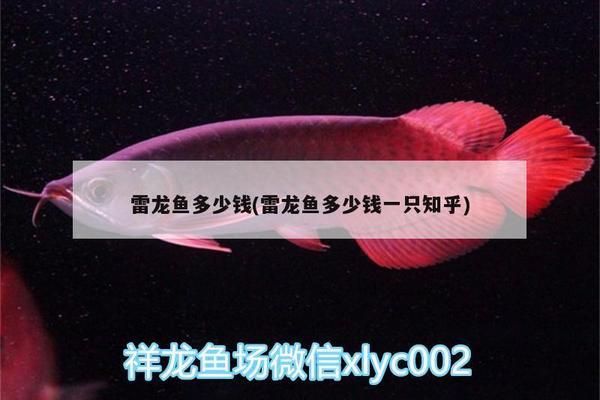 雷龍魚值錢嗎知乎，雷龍魚價(jià)格對(duì)比雷龍魚市場(chǎng)供需趨勢(shì)雷龍魚健康鑒定方法