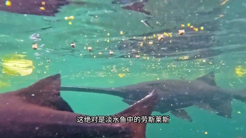 鱘龍魚可以做魚生嗎