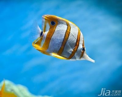 黃鰭鯧與龍魚的混養(yǎng)有風險嗎？：黃鰭鯧與龍魚混養(yǎng)有風險嗎？