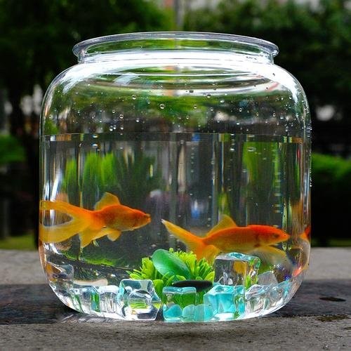 鬼王雷龍多久換一次水？