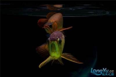 龍魚尾巴散了怎么辦：龍魚尾巴散開怎么辦