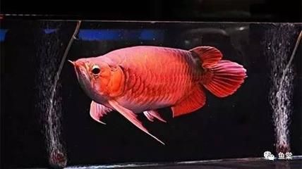 養龍魚困水的正確方法：養魚困水的正確方式