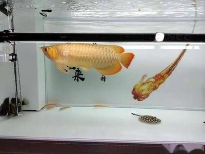 養龍魚困水的正確方法：養魚困水的正確方式