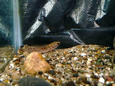 奶茶雷龍魚苗難養(yǎng)嗎怎么養(yǎng)好：奶茶雷龍魚苗的養(yǎng)殖環(huán)境應(yīng)該從以下幾個(gè)方面進(jìn)行解答