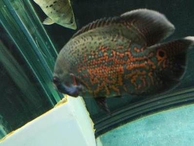 純白龍魚：白金龍魚的飼養方式