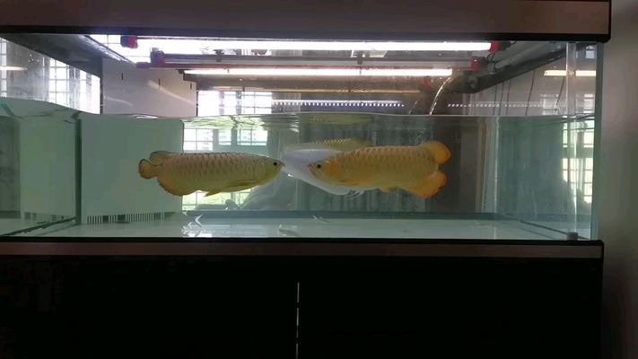 金龍魚 富橋（金龍魚富橋與康樂公司關系分析金龍魚富橋市場定位分析）