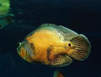 龍魚知道饑飽嗎為什么：養龍魚的人經常說“龍魚只要吃食就沒事”，但不像人類那樣饑飽