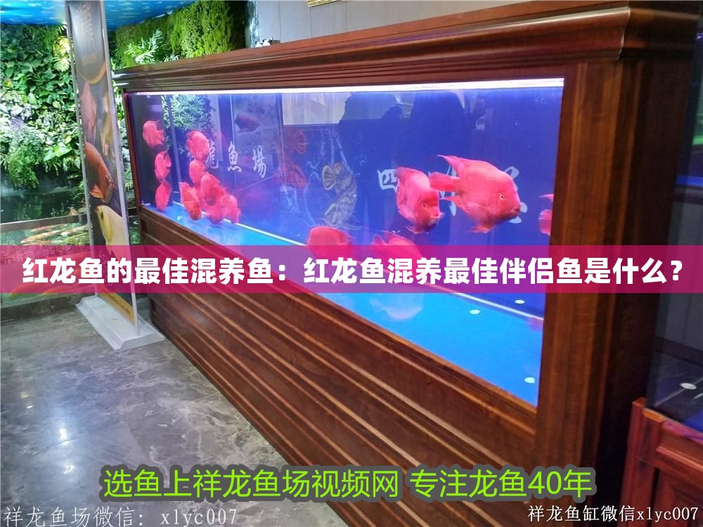 紅龍魚的最佳混養(yǎng)魚：紅龍魚混養(yǎng)最佳伴侶魚是什么？