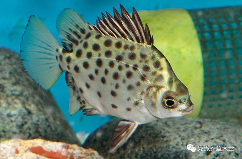 金鼓魚和龍魚混養好嗎：金鼓魚和龍魚可以混養嗎？