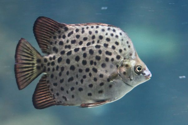 金鼓魚和龍魚混養好嗎：金鼓魚和龍魚可以混養嗎？