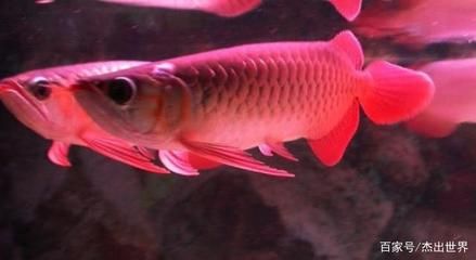 45公分的紅龍魚怎么是橙色的（45公分的紅龍魚是橙色的嗎？）