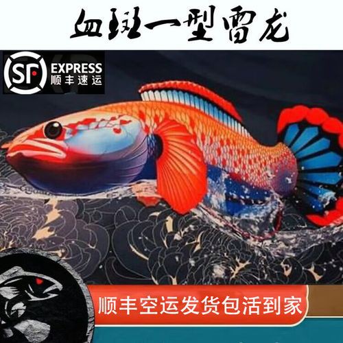 紅尾龍魚價(jià)格是多少一條