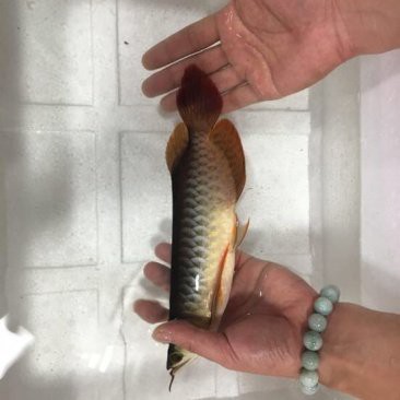 紅尾龍魚價(jià)格是多少一條