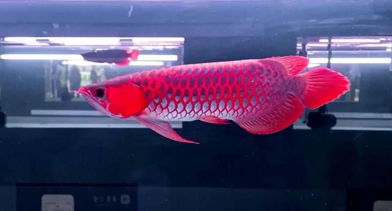 紅尾龍魚價(jià)格是多少一條