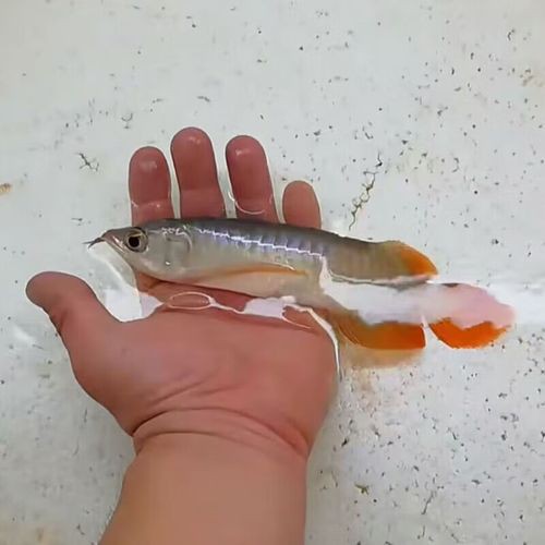 紅尾龍魚價(jià)格是多少一條