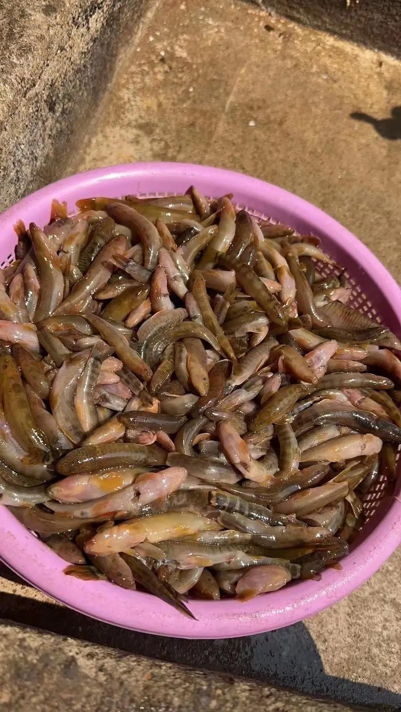 紅尾龍魚價(jià)格是多少一條