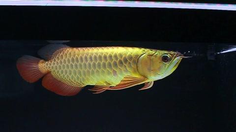 武吉美拉龍魚怎么樣好養嗎