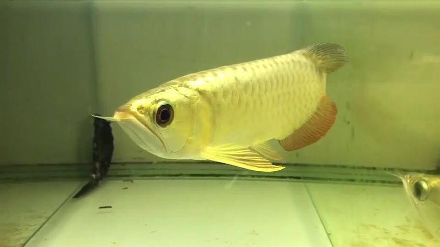 武吉美拉龍魚怎么樣好養嗎