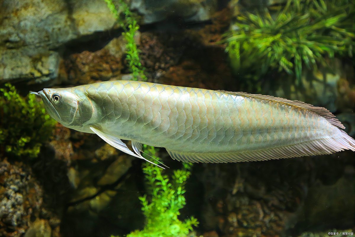 小缸能養(yǎng)銀龍魚嗎有毒嗎圖片