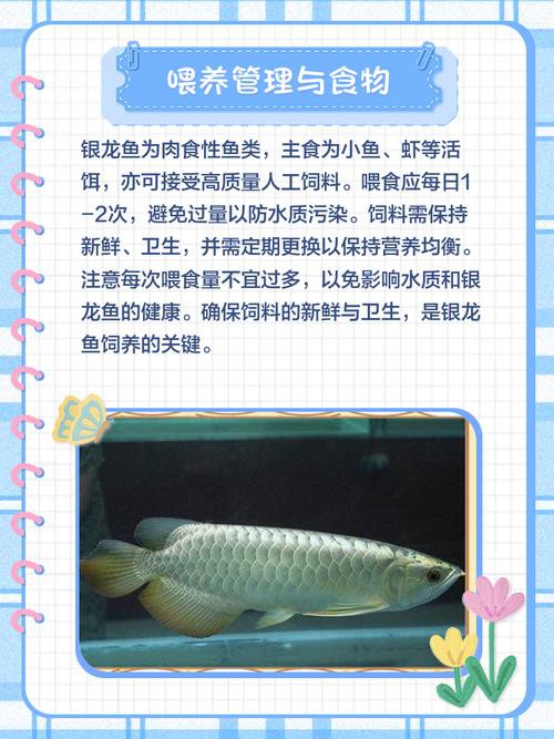 小缸能養(yǎng)銀龍魚嗎有毒嗎圖片