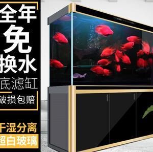 龍魚咬底缸（龍魚咬底缸是怎么回事）