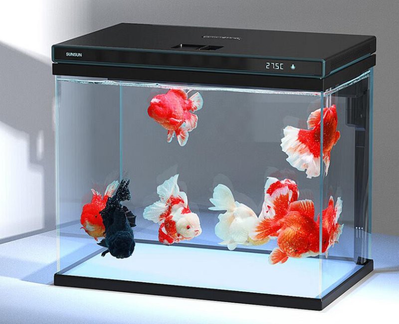 天津龍魚轉(zhuǎn)讓最新消息信息大全